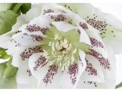 Töpfe<Helleborus X Orientalis Ballard Lenzrose Gen Ca 11x11 cm Topf