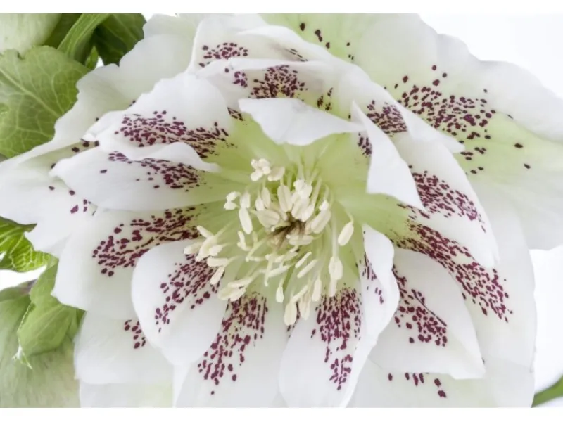 Töpfe<Helleborus X Orientalis Ballard Lenzrose Gen Ca 11x11 cm Topf