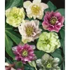 Töpfe<Helleborus X Orientalis Double Ellen Red Lenzrose Ca. 11x11 cm Topf