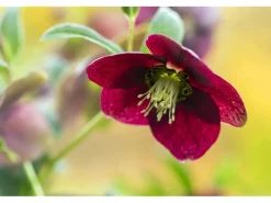 Online Helleborus X Orientalis Rot Lenzrose Ca. 11x11 cm Topf