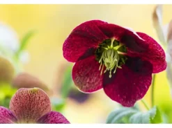 Online Helleborus X Orientalis Rot Lenzrose Ca. 11x11 cm Topf