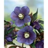 Helleborus X Or.Lady-S.Blue Lady Ca. 11x11 cm Topf< Töpfe