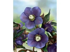 Helleborus X Or.Lady-S.Blue Lady Ca. 11x11 cm Topf< Töpfe