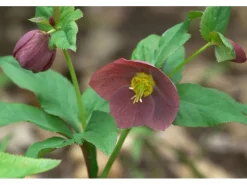Helleborus X Or.Lady-S.Blue Lady Ca. 11x11 cm Topf< Töpfe