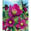 Töpfe<Helleborus X Or.Lady-S.Red Lady Ca. 11x11 cm Topf