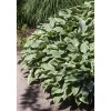 Hot Hosta Francee Funkie Ca. 13 cm Topf