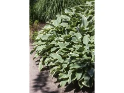 Hot Hosta Francee Funkie Ca. 13 cm Topf