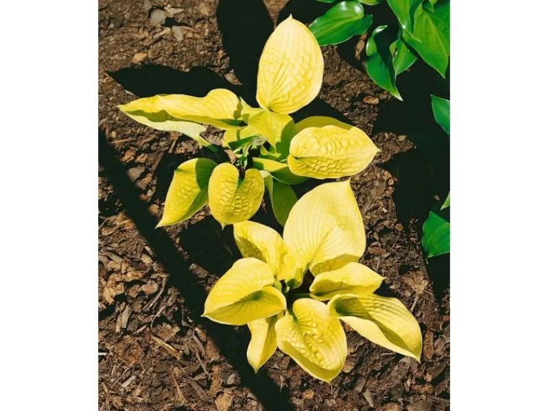 Töpfe<Hosta Sieboldiana Zounds Funkie Ca. 11x11 cm Topf