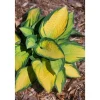 New Hosta X Fortunei Orange Marmalade Funkie Ca. 9x9 cm Topf