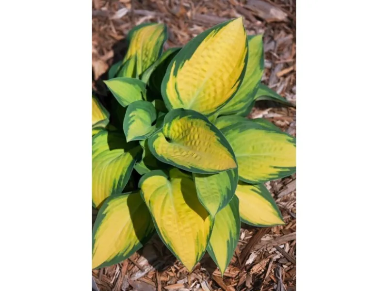 New Hosta X Fortunei Orange Marmalade Funkie Ca. 9x9 cm Topf