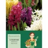 Hyazinthen Mischung Mischung 12 Stück  Hyacinthus Mix< Töpfe