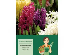 Hyazinthen Mischung Mischung 12 Stück Hyacinthus Mix< Töpfe