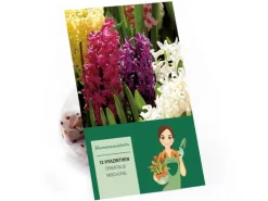 Hyazinthen Mischung Mischung 12 Stück  Hyacinthus Mix< Töpfe