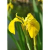 Töpfe<Iris Pseudacorus Sumpfschwertlilie Ca. 9x9 cm Topf