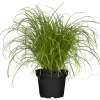 Töpfe<Katzengras "Zumula" Höhe ca. 10-20 cm Topf-Ø 12 cm Cyperus alternifolius zumula