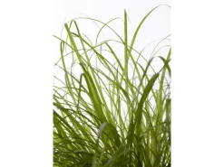 Töpfe<Katzengras "Zumula" Höhe ca. 10-20 cm Topf-Ø 12 cm Cyperus alternifolius zumula