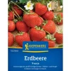 Kiepenkerl Erdbeeren Fresca< Töpfe