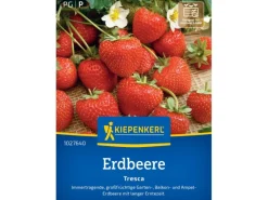 Kiepenkerl Erdbeeren Fresca< Töpfe