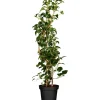 GROW by OBI Töpfe<Kletterhortensie Weiß Höhe ca. 60 - 80 cm Topf ca. 5 l  Hydrangea petiolaris