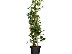 GROW by OBI Töpfe<Kletterhortensie Weiß Höhe ca. 60 - 80 cm Topf ca. 5 l  Hydrangea petiolaris