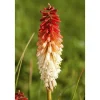 Kniphofia Uvaria Fackellilie Flamenco Ca 9x9 cm Topf< Töpfe