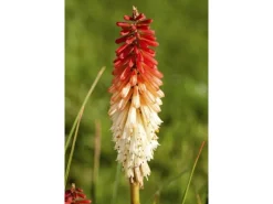 Kniphofia Uvaria Fackellilie Flamenco Ca 9x9 cm Topf< Töpfe