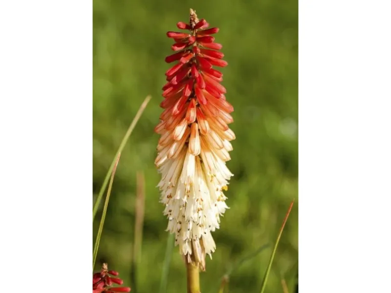 Kniphofia Uvaria Fackellilie Flamenco Ca 9x9 cm Topf< Töpfe
