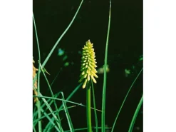 Kniphofia Uvaria Fackellilie Flamenco Ca 9x9 cm Topf< Töpfe
