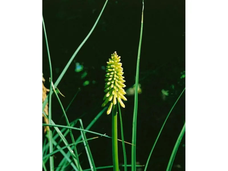 Kniphofia Uvaria Fackellilie Flamenco Ca 9x9 cm Topf< Töpfe