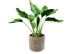 Kobolo Pflanzkorb Übertopf Pflanzkübel  Rattan Kubu Grey Rund mit Folie< Töpfe