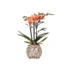 Kolibri Orchids Orange Phalaenopsis Orchidee Mineral Bolzano & Safari Topf Topfgröße 9cm Blühende Zimmerpflanze< Töpfe