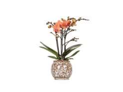 Kolibri Orchids Orange Phalaenopsis Orchidee Mineral Bolzano & Safari Topf Topfgröße 9cm Blühende Zimmerpflanze< Töpfe