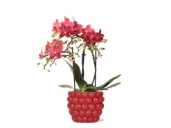 Sale Kolibri Orchids Rote Phalaenopsis Orchidee Kongo & Beeren Ziertopf Topfgröße 9cm 40cm Hoch