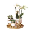 Töpfe<Kolibri Pflanzenset Luxury Living Grünpflanzen mit Weißer Phalaenopsis Orchidee inkl. Keramik Ziertöpfe & Zubehör