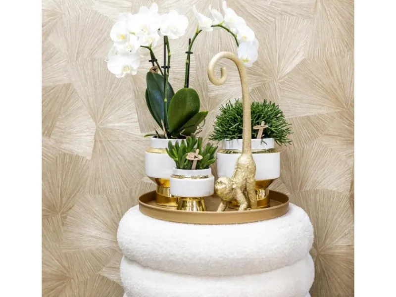 Töpfe<Kolibri Pflanzenset Luxury Living Grünpflanzen mit Weißer Phalaenopsis Orchidee inkl. Keramik Ziertöpfe & Zubehör