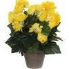Mica Decorations Kunstblume Begonia Gelb Topf-Ø 11,5 cm H 30 cm, Ø: 25 cm< Töpfe