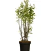 Töpfe<Kupfer-Felsenbirne Höhe ca. 40 - 60 cm Topf ca. 4,6 l Amelanchier lamarckii