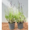 Discount Lavandula Angustifolia Echter Lavendel Ca. 9x9 cm Topf