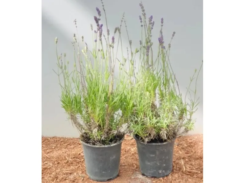 Discount Lavandula Angustifolia Echter Lavendel Ca. 9x9 cm Topf