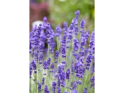 Discount Lavandula Angustifolia Echter Lavendel Ca. 9x9 cm Topf