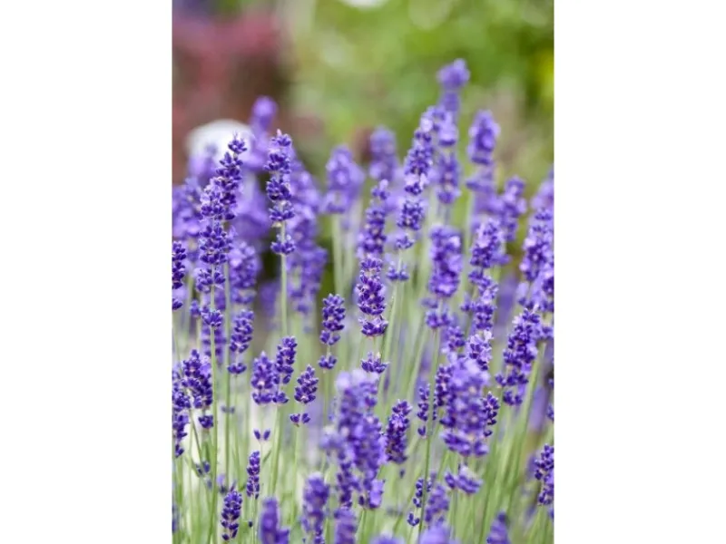 Discount Lavandula Angustifolia Echter Lavendel Ca. 9x9 cm Topf