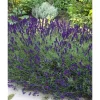 Lavandula Angustifolia Echter Lavendel Siesta Ca 9x9 cm Topf< Töpfe