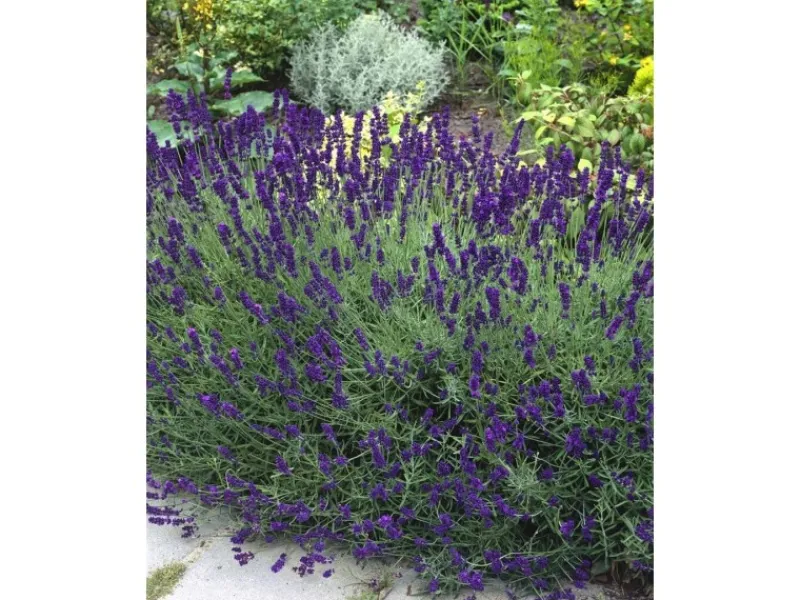 Lavandula Angustifolia Echter Lavendel Siesta Ca 9x9 cm Topf< Töpfe