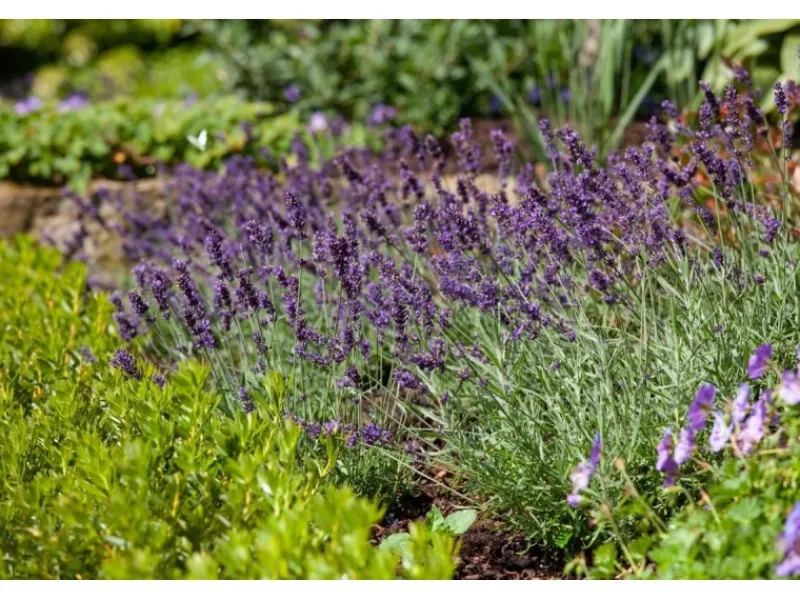 Lavandula Angustifolia Echter Lavendel Siesta Ca 9x9 cm Topf< Töpfe