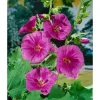 Clearance Lavatera X Olbia Buschmalve Ca. 11x11 cm Topf