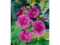 Clearance Lavatera X Olbia Buschmalve Ca. 11x11 cm Topf