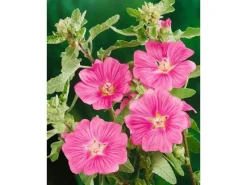 Clearance Lavatera X Olbia Buschmalve Ca. 11x11 cm Topf
