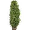 Lebensbaum "Brabant" Set à 20 Stück Höhe ca. 180 - 200 cm Ballenware Thuja< Töpfe