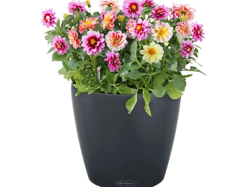 Best Lechuza ® Pflanzgefäß Classico Color Ø 59 cm x 56 cm Schiefer Grau
