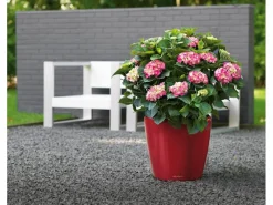 Discount Lechuza ® Pflanzgefäß Classico Premium LS Ø 22 cm x 21 cm Scarlet hochglanz Rot